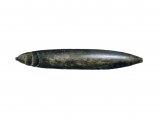 Illustration of Belemnite fossil Hibolithe (#0222)