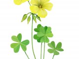 Illustration of Bermuda Buttercup (Oxalis pes-caprae) (#3874)