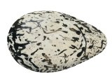 Illustration of Guillemot egg (Uria aalge) (#3279)