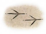 Illustration of Bird Footprints (generic) (#4175)