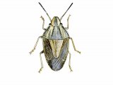 Illustration of Bishops Mitre (Aelia acuminata) (#2372)