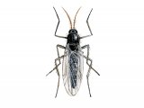 Illustration of Biting Midge (Culicoides spp.) (#2453)