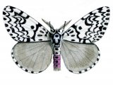 Illustration of Black Arches Moth (Lymantria monache) (#1260)