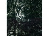 Illustration of Leopard (Panthera pardus) (#2103)