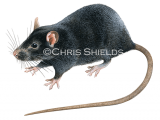 Illustration of Black Rat (Rattus rattus) (#4715)