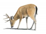 Illustration of Black-tailed Deer (Odocoileus hemionus) (#3905)