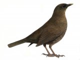 Illustration of Blackbird female (Turdus merula) (#0855)