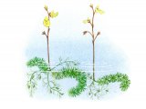 Illustration of Bladderworts - left Intermediate (Utricularia intermedia) right Least (U. minor) (#0957)