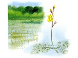 Illustration of Bladderworts - Common bladderwort (Utricularia vulgaris) (#0958)