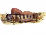Illustration of Blenny (Aidablennius sphinx) F001 (#0216)