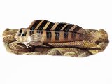 Illustration of Blenny (Peacock) Lipophrys pavo (#0813)