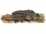 Illustration of Blenny (Red-speckled) Parablennius sanguinolentus (#1013)