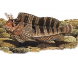 Illustration of Blenny (Tompot) Parablennius gattorugins (#1014)