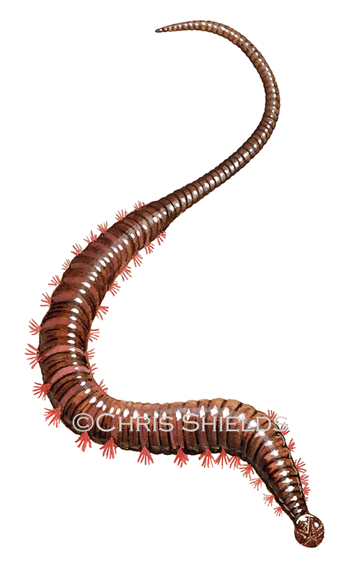 Illustration of Blow Lugworm (Arenicola marina) (#2722)