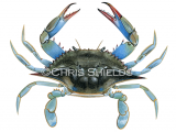 Illustration of Blue Crab�(Callinectes sapidus) (#4663)
