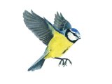 Illustration of Blue Tit (Cyanistes caeruleus) (#2596)