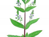 Illustration of Blue Water-speedwell (Veronica anagallis-aquatica) (#2804)