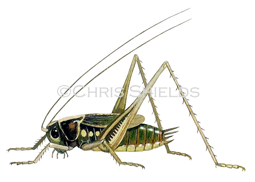 Illustration of Bog Bush Cricket (Metrioptera brachyptera) (#0546)