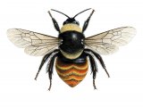 Illustration of Bumblebee (Mountain) Bombus monticola  (#2258)