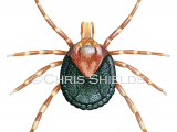 Illustration of Bont Tick (Amblyomma hebraeum) female (#4687)