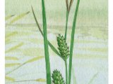 Illustration of Bottle Sedge (Carex rostrata) (#4387)