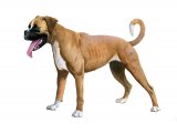 Illustration of Boxer Dog (Canis lupus familiaris) (#3758)