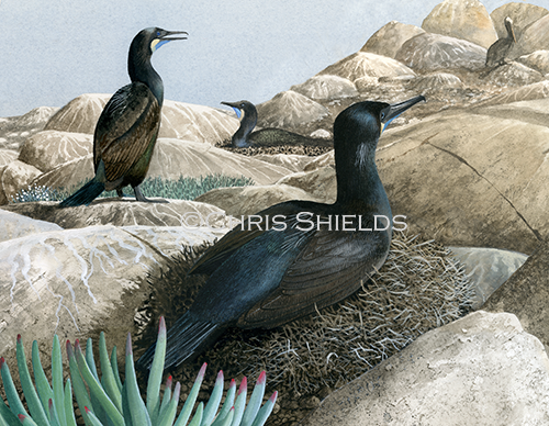 Illustration of Brandt's cormorant (Phalacrocorax penicillatus) (#3766)