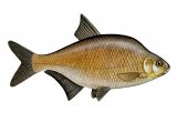 Illustration of Bream (Bronze) Abramis brama (#2711)