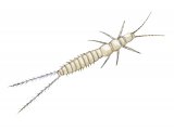 Illustration of Bristletail (Campodea staphylinus) (#2569)