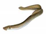Illustration of Brook Lamprey (Lampetra planeri) (#2822)