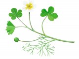 Illustration of Brook Water Crowfoot (Ranunculus peltatus) (#2805)