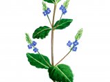 Illustration of Brooklime (Veronica beccabunga). (#0960)