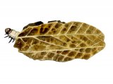 Illustration of Brown China-mark Moth Caterpillar (Elophila  nymphaeata) (#0344)