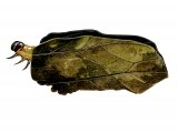Illustration of Brown China-mark Moth Caterpillar (Elophila  nymphaeata) (#0346)