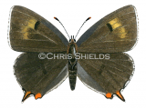Illustration of Brown Hairstreak female (Thecla betulae) (#1742)