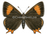 Illustration of Brown Hairstreak male  (Thecla betulae) (#1744)