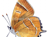 Illustration of Brown Hairstreak (male)  Thecla betulae (#1745)