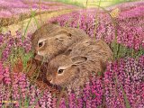Illustration of Brown Hare Leverit (Lepus europaeus) (#3671)