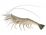 Illustration of Brown Shrimp (Crangon crangon) (#4133)