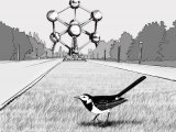 Illustration of Pied Wagtail (Motacilla alba) (#1179)