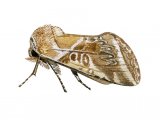 Illustration of Buff Arches (Habrosyne pyritoides) (#1432)