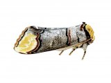 Illustration of Buff Tip (Phalera bucephala) (#2473)