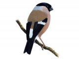 Illustration of Bullfinch female (Pyrrhula pyrrhula) (#1190)