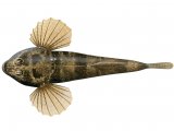 Illustration of Bullhead (Cottus gobio) (#2823)