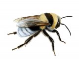 Illustration of Bumblebee (Large garden) Bombus ruderatus (#2262)