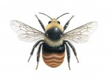 Illustration of Bumblebee (Mountain) male Bombus monticola  (#4163)