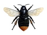Illustration of Bumblebee (Red-shanked Carder-bee) Bombus ruderarius (#1491)