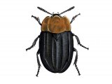Illustration of Burying Beetle (Oiceoptoma thoracicum) (#2295)