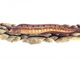 Illustration of Butterfish (Pholis gunnellus) (#0814)