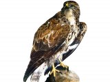 Illustration of Buzzard (Buteo buteo) (#1749)